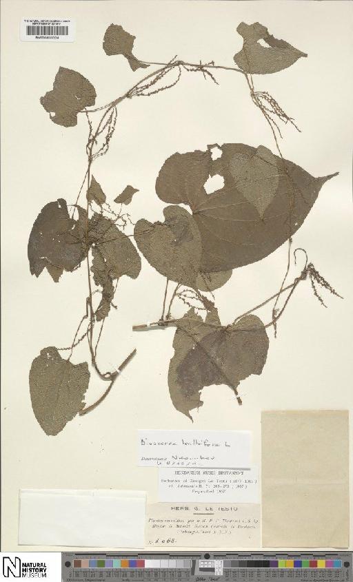 Dioscorea bulbifera L. - BM000833004