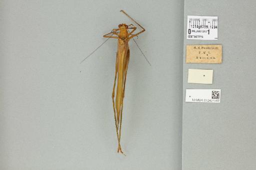 Phygela marginata von Wattenwyl, 1878 - 012497912_reverse_1