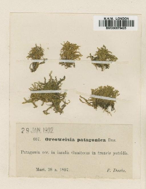 Oreoweisia patagonica Dus - BM000879425