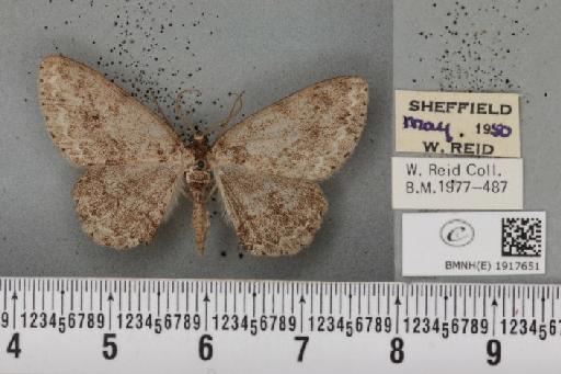 Ectropis crepuscularia (Denis & Schiffermüller, 1775) - BMNHE_1917651_481322