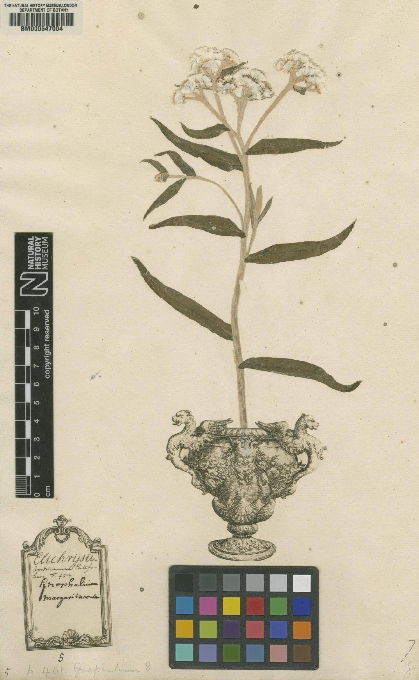 To NHMUK collection (Gnaphalium margaritaceum L.; Lectotype; NHMUK:ecatalogue:4703618)