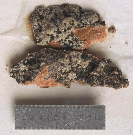 Buellia parachroa Vain. - BM001096278_a
