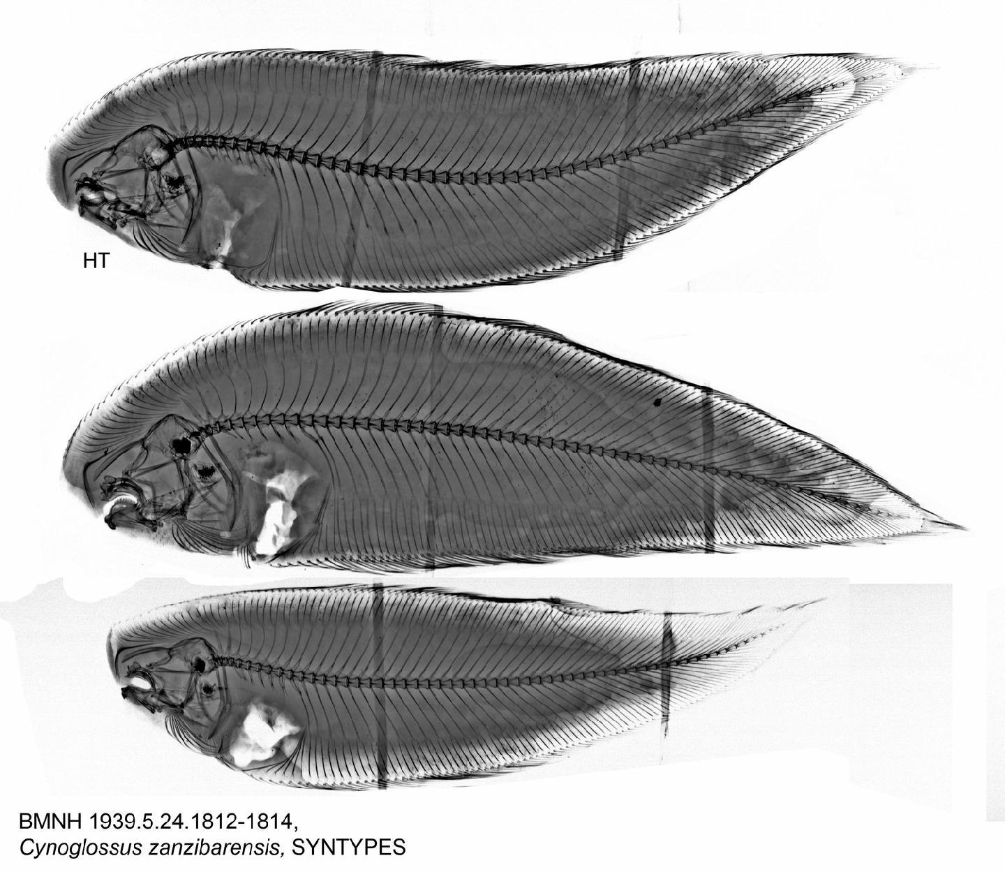 To NHMUK collection (Cynoglossus zanzibarensis Norman, 1939; HOLOTYPE & PARATYPE(S); NHMUK:ecatalogue:2517922)