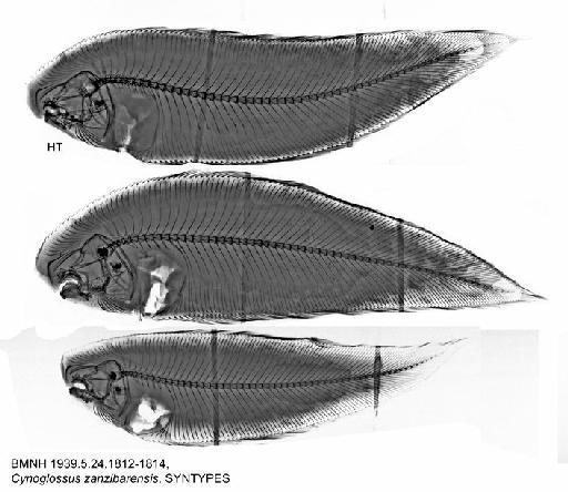 Cynoglossus zanzibarensis Norman, 1939 - BMNH 1939.5.24.1812-1814, Cynoglossus zanzibarensis, SYNTYPES