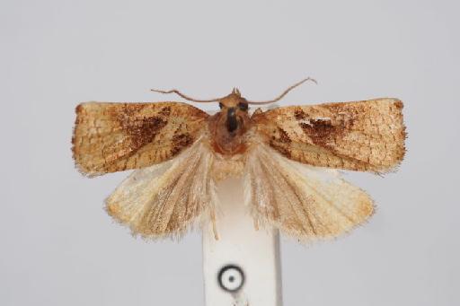 Archips breviplicanus Walsingham - Archips_breviplicanus_Walsingham_1900_Holotype_BMNH(E)#1055366_image001