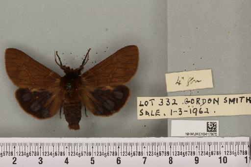 Arctia caja s-signatum Smith, 1958 - NHMUK_010417975_a_530554