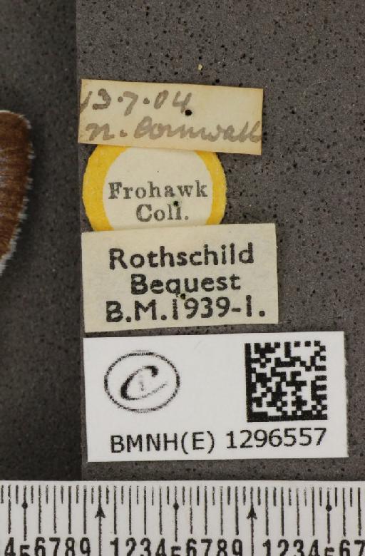 Maculinea arion eutyphron (Fruhstorfer, 1915) - BMNHE_1296557_label_133878