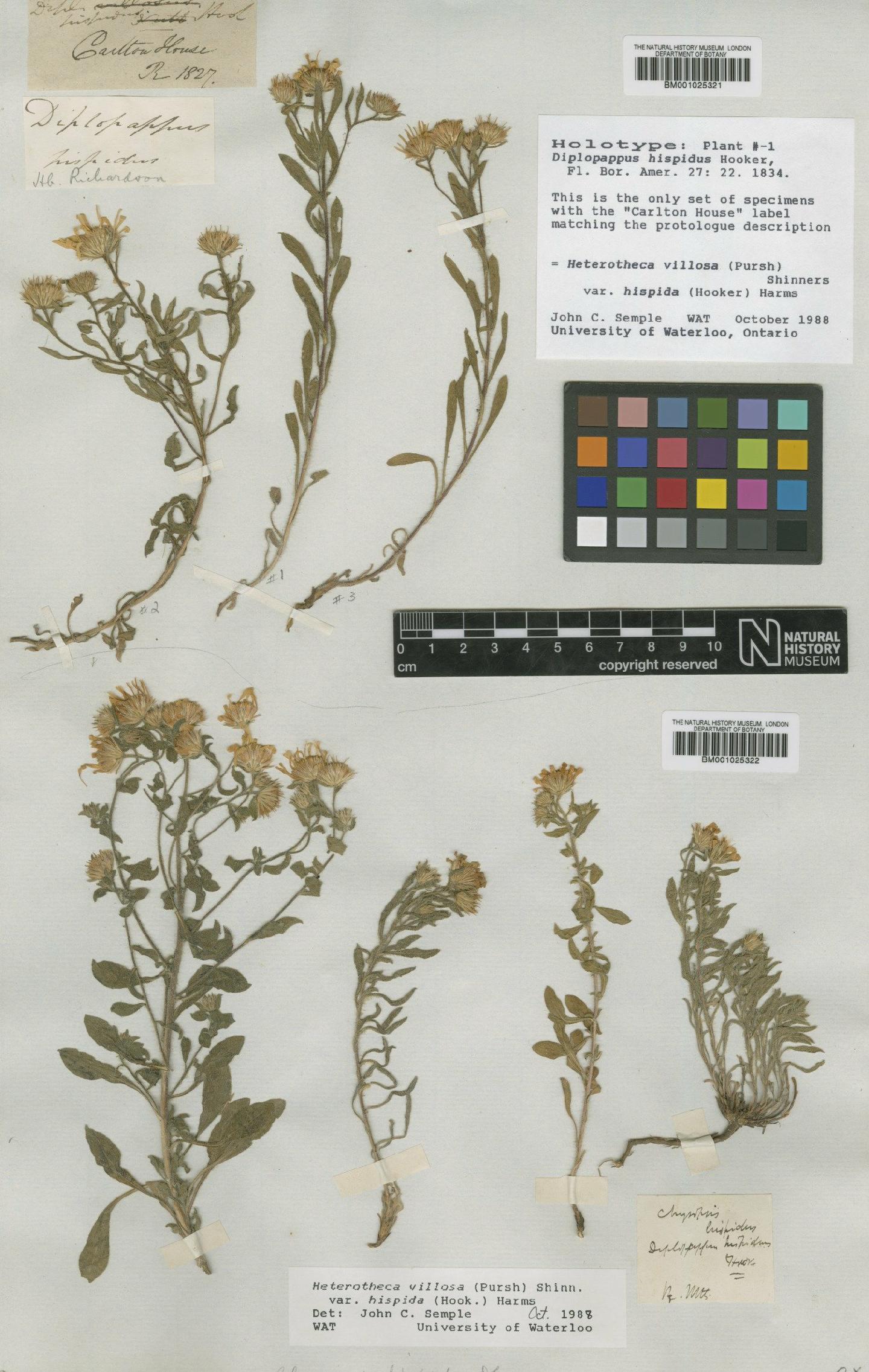 To NHMUK collection (Heterotheca villosa var. hispida (Hook.) V.L.Harms; Holotype; NHMUK:ecatalogue:746032)