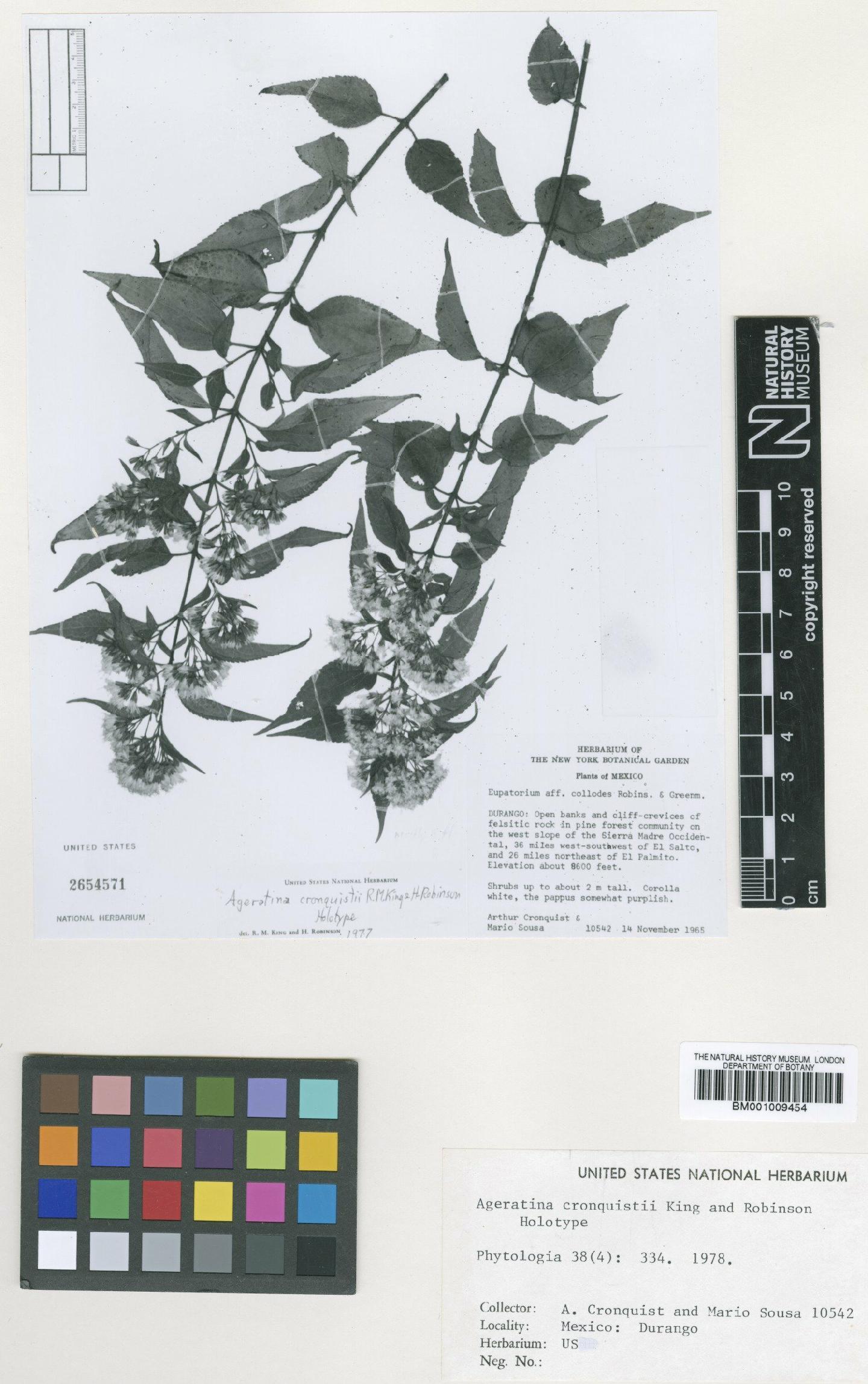 To NHMUK collection (Ageratina cronquistii R.M.King & H.Rob.; NHMUK:ecatalogue:610789)