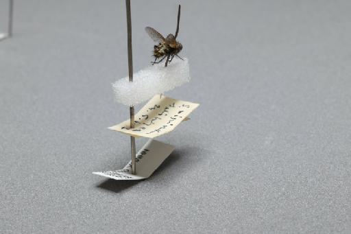 Sarcophaga (Myorhina) nigriventris Meigen, 1826 - 015091638_additional_1