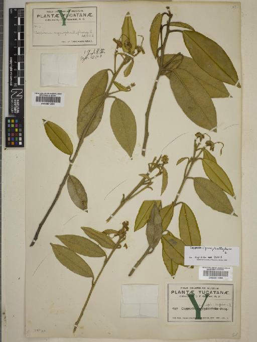 Capparis cynophallophora subsp. isthmensis - BM000812550