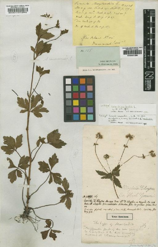 Sanicula marilandica L. - BM000810296