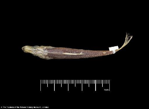 Herklotsichthys lossei Wongratana, 1983 - BMNH 1976.8.19.78, HOLOTYPE, Herklotsichthys lossei, dorsal