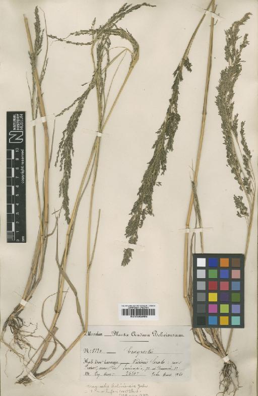 Eragrostis montufari (Kunth) Steud. - BM000938620