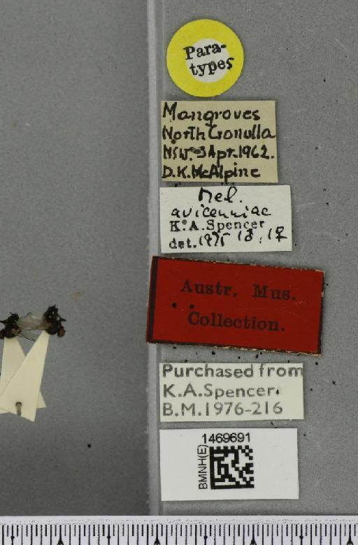 Melanagromyza avicenniae Spencer, 1977 - BMNHE_1469691_label_45117