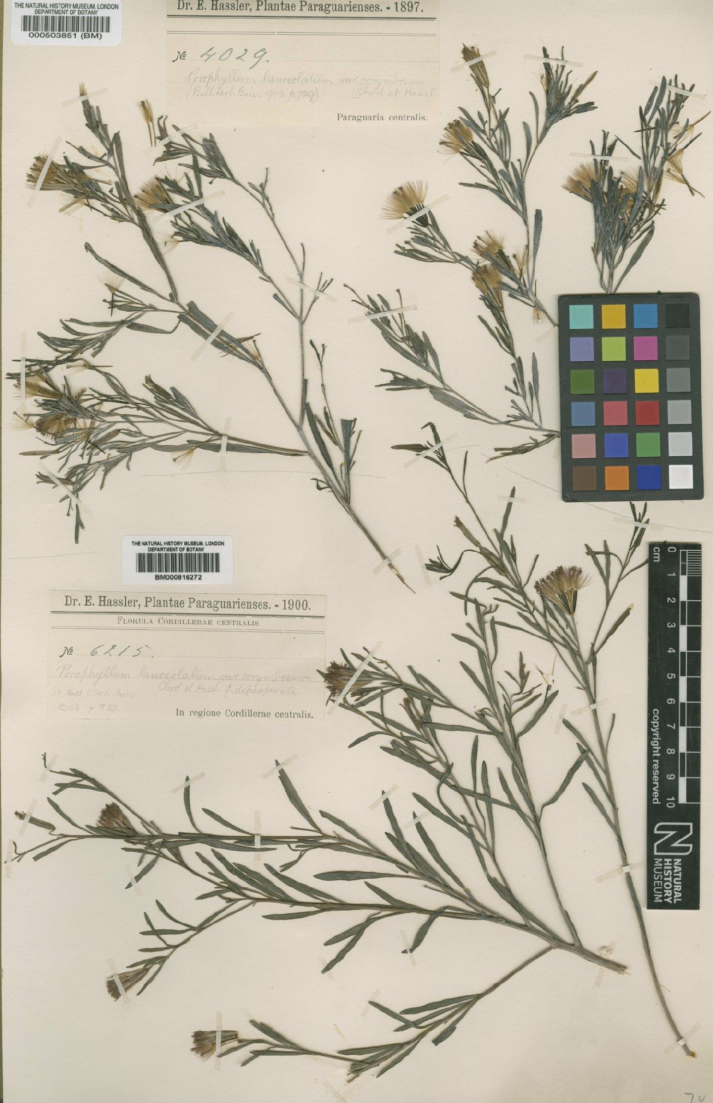 To NHMUK collection (Porophyllum lanceolatum DC.; Holotype; NHMUK:ecatalogue:4567252)