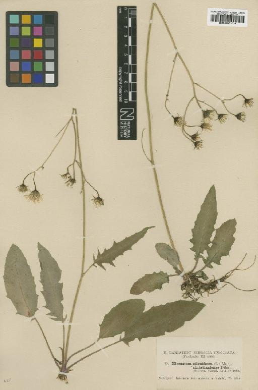 Hieracium bifidum subsp. christianense (Dahlst.) Zahn - BM001051016