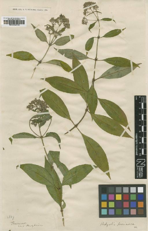 Hedyotis pruinosa Wight & Arn. - BM000945165