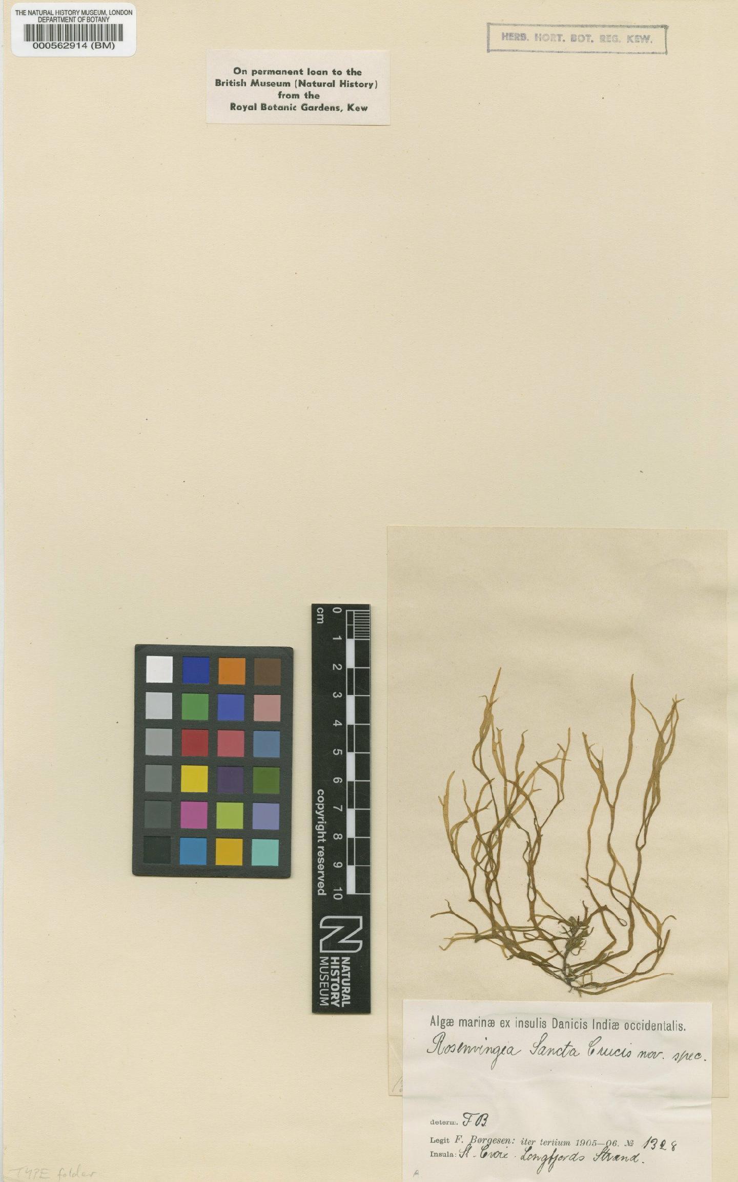 To NHMUK collection (Rosenvingea sanctae-crucis Børgesen; Isosyntype; NHMUK:ecatalogue:4719638)