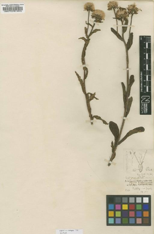 Aster tricephalus C.B.Clarke - BM000070249