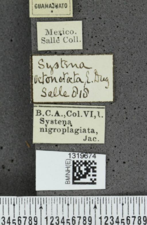 Systena nigroplagiata Jacoby, 1884 - BMNHE_1319674_label_26622