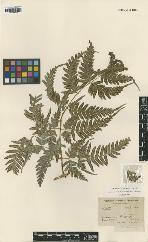 Pteris albertiae Arbeláez - BM000936744