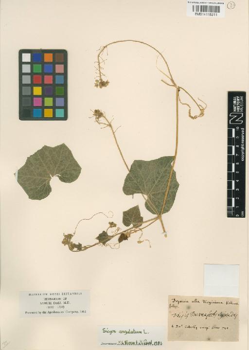 Sicyos angulata L. - 014115311