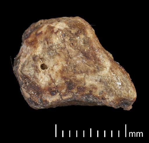 Scelidotherium leptocephalum Owen, 1840 - NHMUK PV M 82206 Boxed Fragment A2.tif