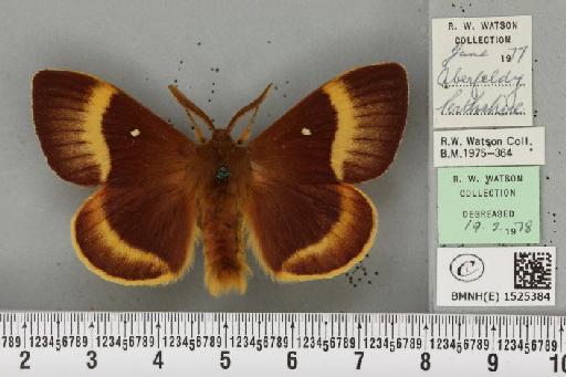 Lasiocampa quercus callunae Gillette & Palmer, 1847 - BMNHE_1525384_194274