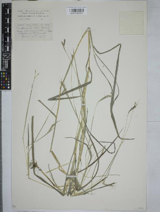 Dichanthium aristatum (Poir.) C.E.Hubb. - 012550842