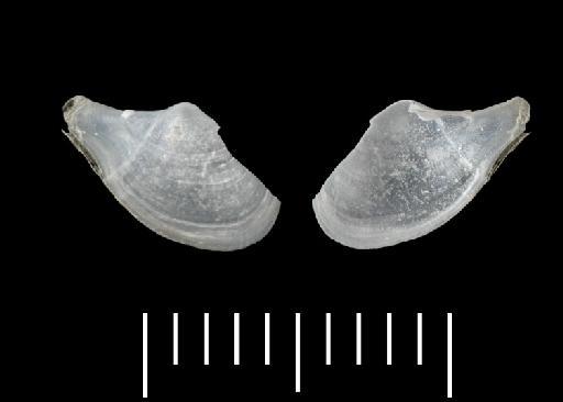 Cardiomya unistriata Allen, 2011 - 20090136_a