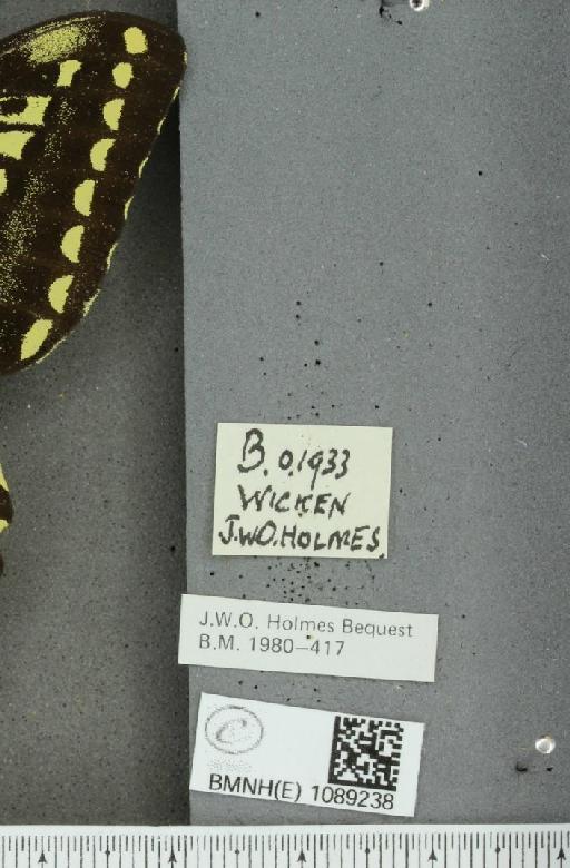 Papilio machaon britannicus Seitz, 1907 - BMNHE_1089238_label_64037