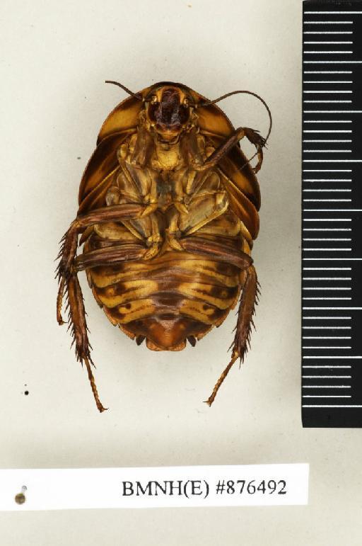 Apotrogia angolensis Kirby, 1900 - Apotrogia angolensis Kirby, 1900, female, paralectotype, ventral. Photographer: Edward Baker. BMNH(E)#876492