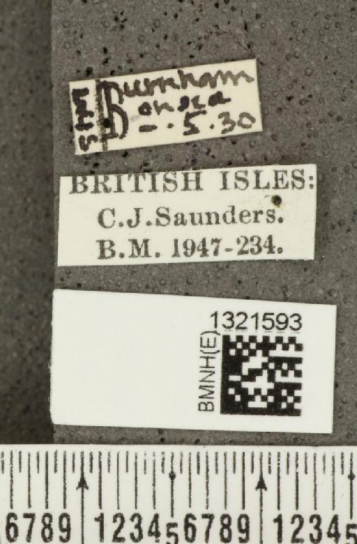 Crioceris (Crioceris) asparagi (Linnaeus, 1758) - BMNHE_1321593_label_11416