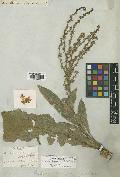 Verbascum stenocarpum Boiss. & Heldr. - BM000796491