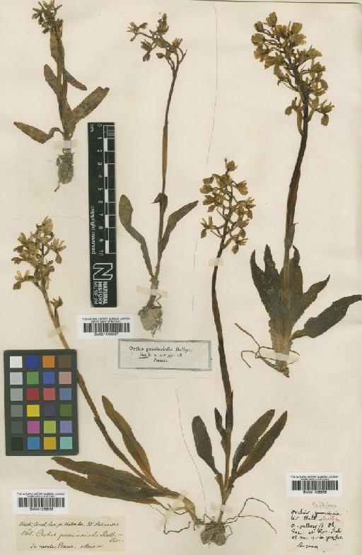 Orchis provincialis Balb. - BM001066569