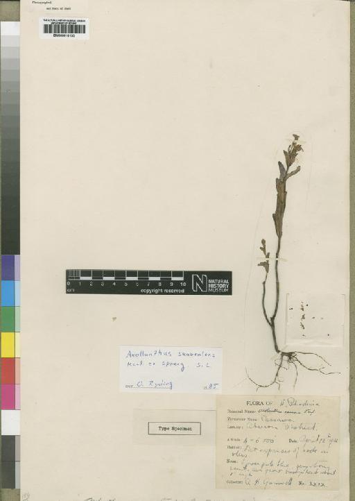 Aeollanthus suaveolens - BM000910133