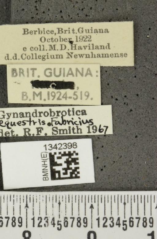 Gynandrobrotica equestris (Fabricius, 1787) - BMNHE_1342398_label_23173