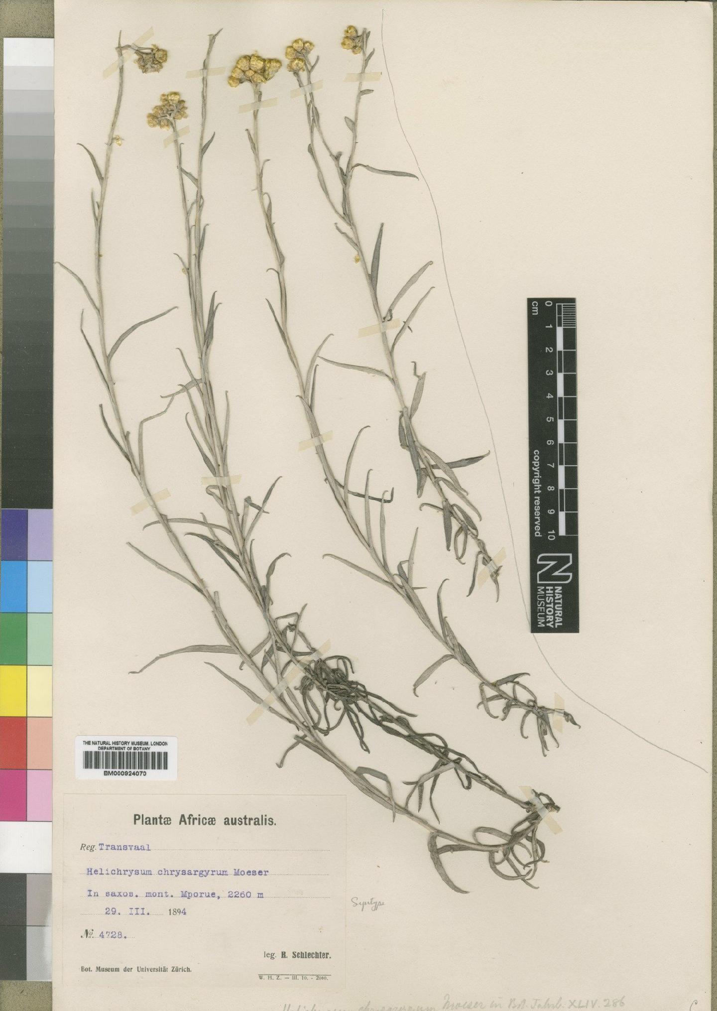 To NHMUK collection (Helichrysum chrysargyrum Moeser; Syntype; NHMUK:ecatalogue:4529098)