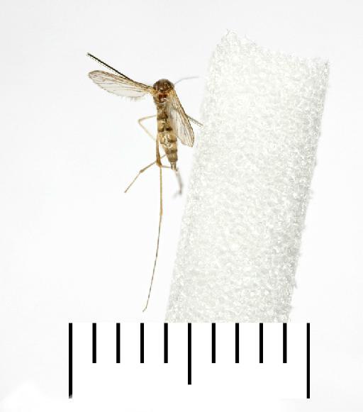 Aedes (Aedimorphus) vexans arabiensis (Patton, 1905) - 19b