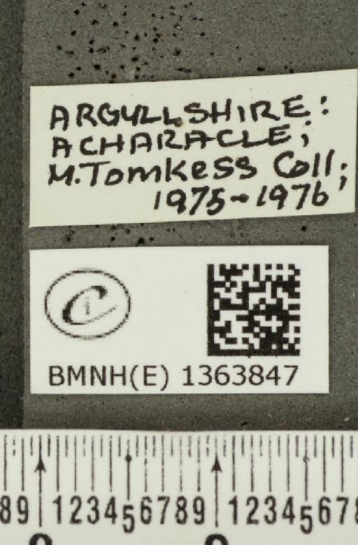 Carterocephalus palaemon (Pallas, 1771) - BMNHE_1363847_label_176122