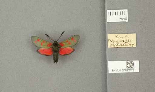 Zygaena (Zygaena) filipendulae stephensi Dupont, 1900 - 015192772_775459_1085133