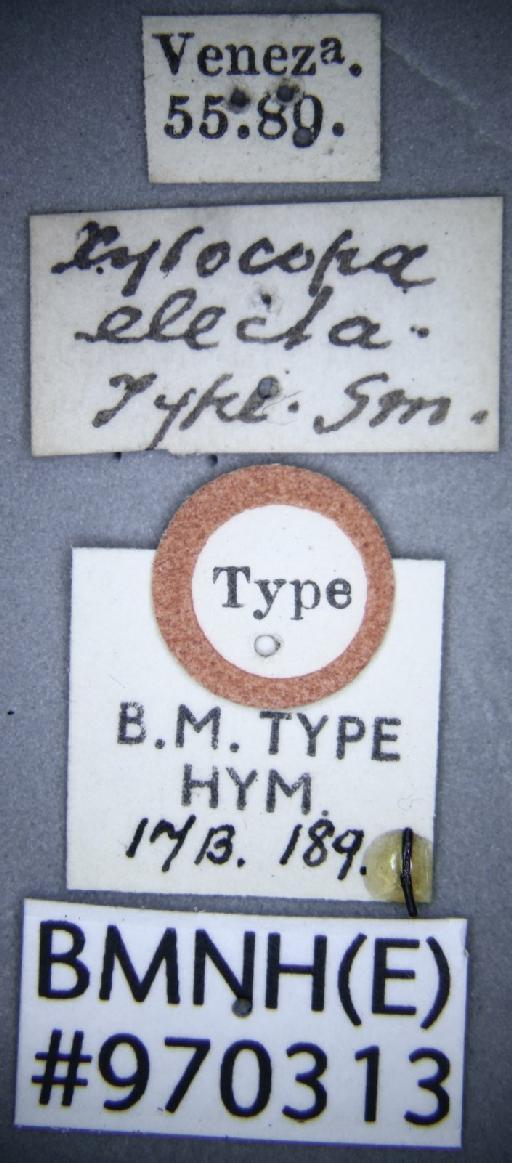 Xylocopa (Schonnherria) electa Smith, F., 1874 - Xylocopa electa BMNH(E)970313 type female labels