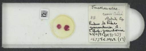 Parthenolecanium corni (Bouche, 1844) - 010137829_117397_1101018