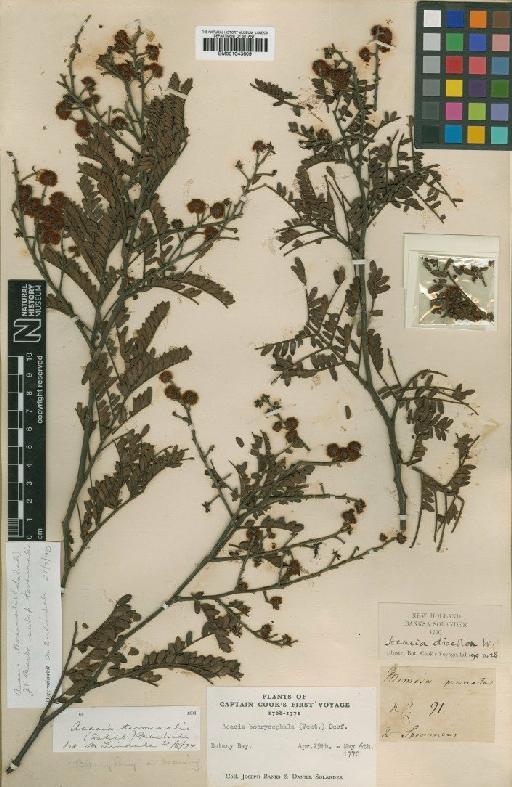 Acacia terminalis (Salisb.) J.F.Macbr. - BM001043609