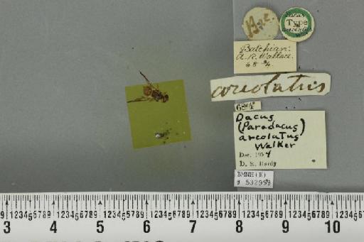 Bactrocera (Paradacus) areolata (Walker, 1861) - BMNHE_532999_35351