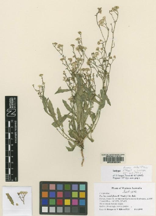 Pluchea rubelliflora (F.Muell.) B.L.Rob. - BM000630585