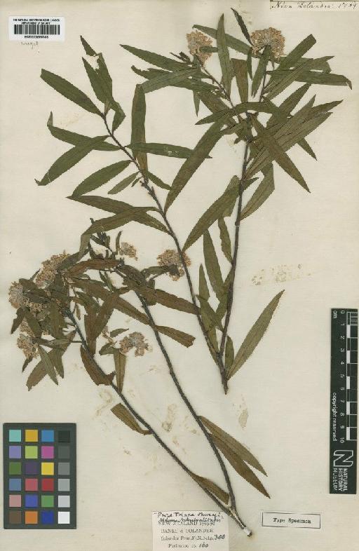 Pimelea longifolia Banks & Sol. ex Wikstr. - BM000895045