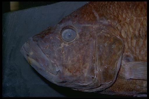 Haplochromis pachycephalus Greenwood, 1967 - Haplochromis pachycephalus; 1966.2.21.9