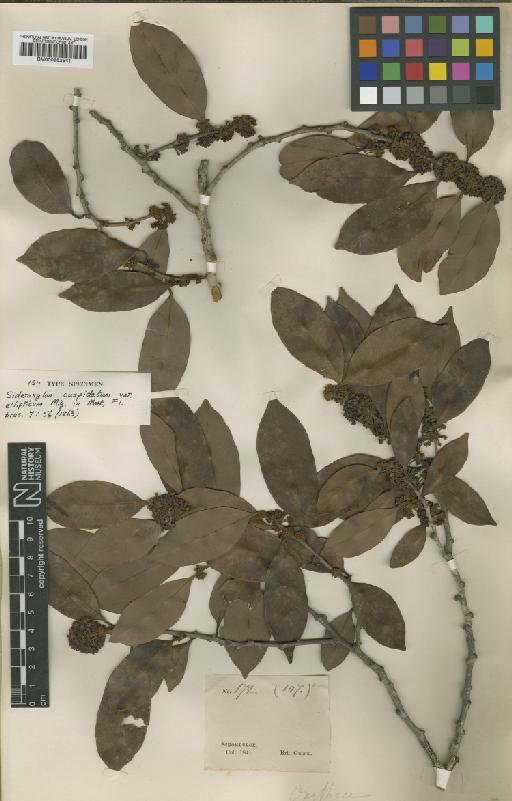 Pouteria cuspidata subsp. cuspidata (A.DC.) Baehni - BM000952541